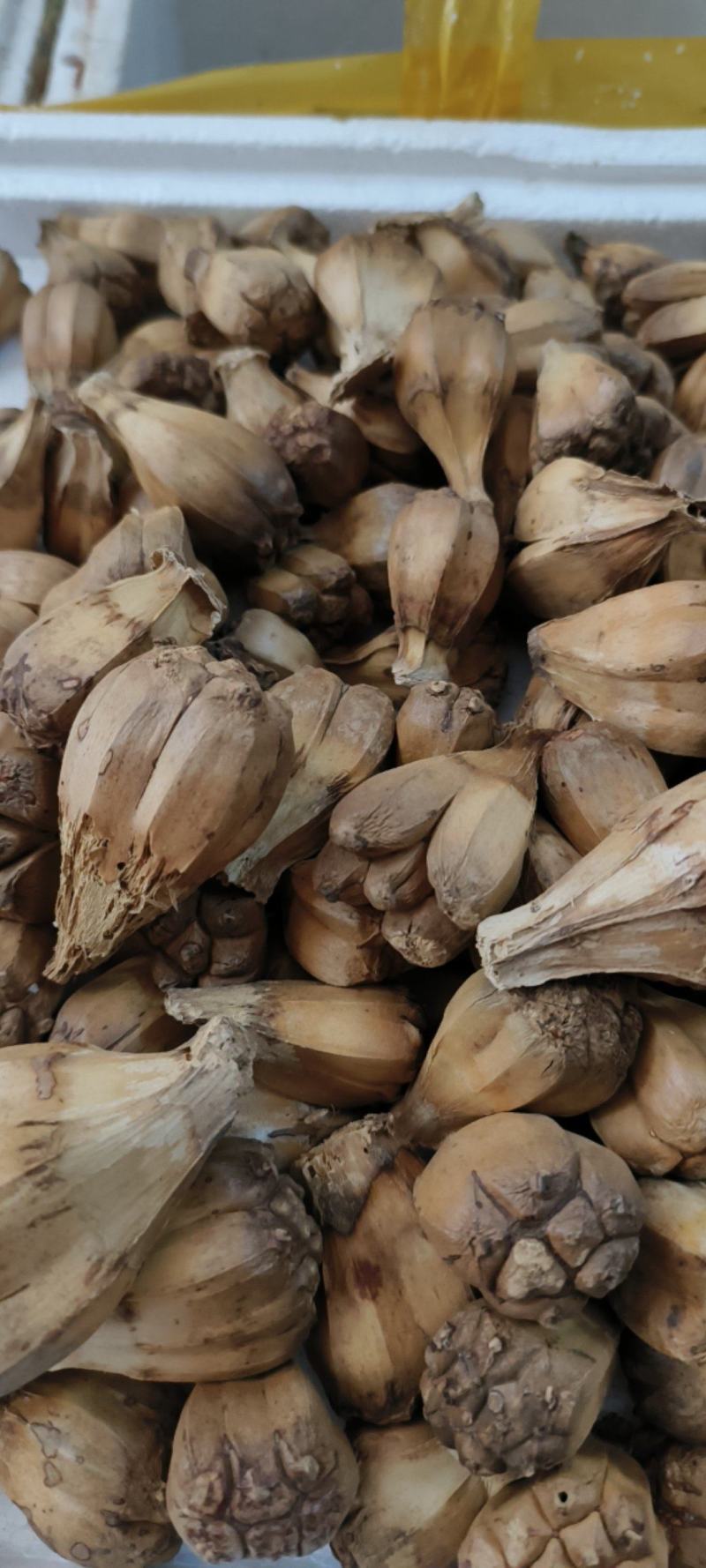 山菠萝露兜树野菠萝包邮量大从优一手货源常年供应