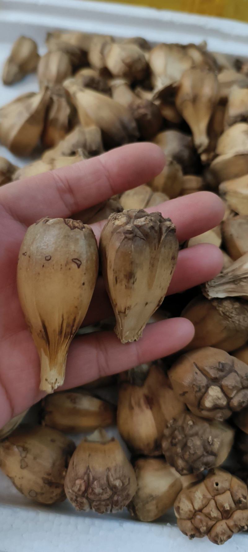 山菠萝露兜树野菠萝包邮量大从优一手货源常年供应