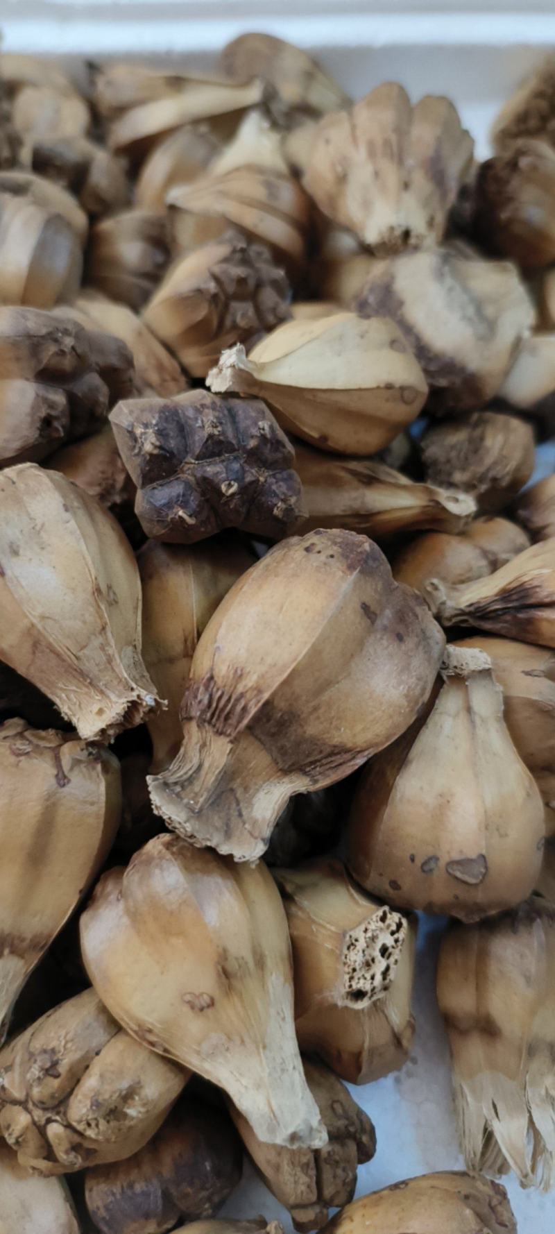 山菠萝露兜树野菠萝包邮量大从优一手货源常年供应