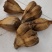山菠萝露兜树野菠萝包邮量大从优一手货源常年供应