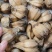 山菠萝露兜树野菠萝包邮量大从优一手货源常年供应