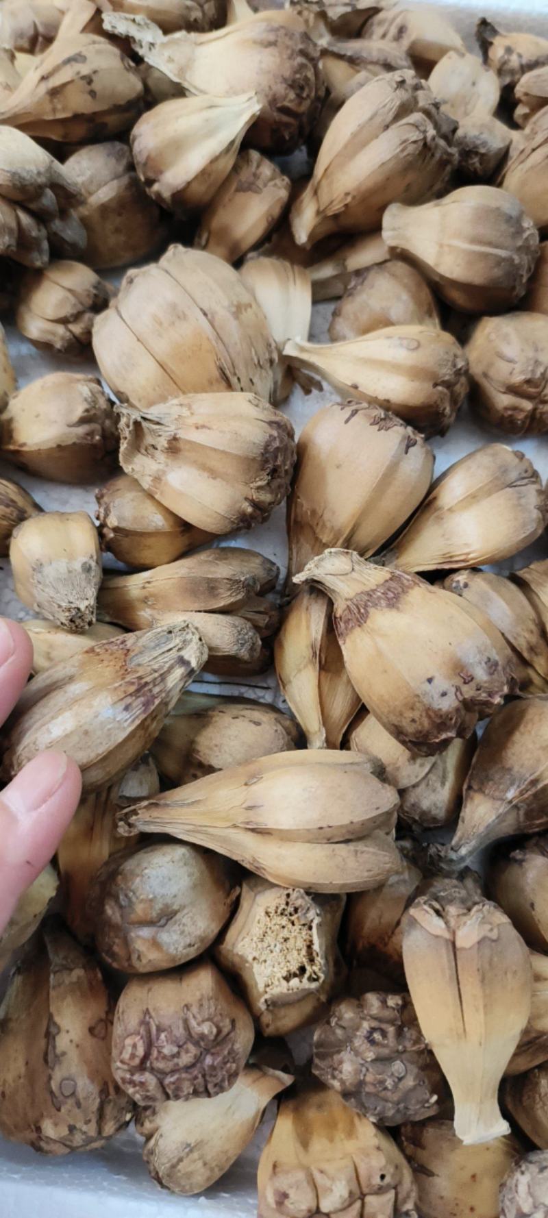 山菠萝露兜树野菠萝包邮量大从优一手货源常年供应