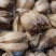 山菠萝露兜树野菠萝包邮量大从优一手货源常年供应