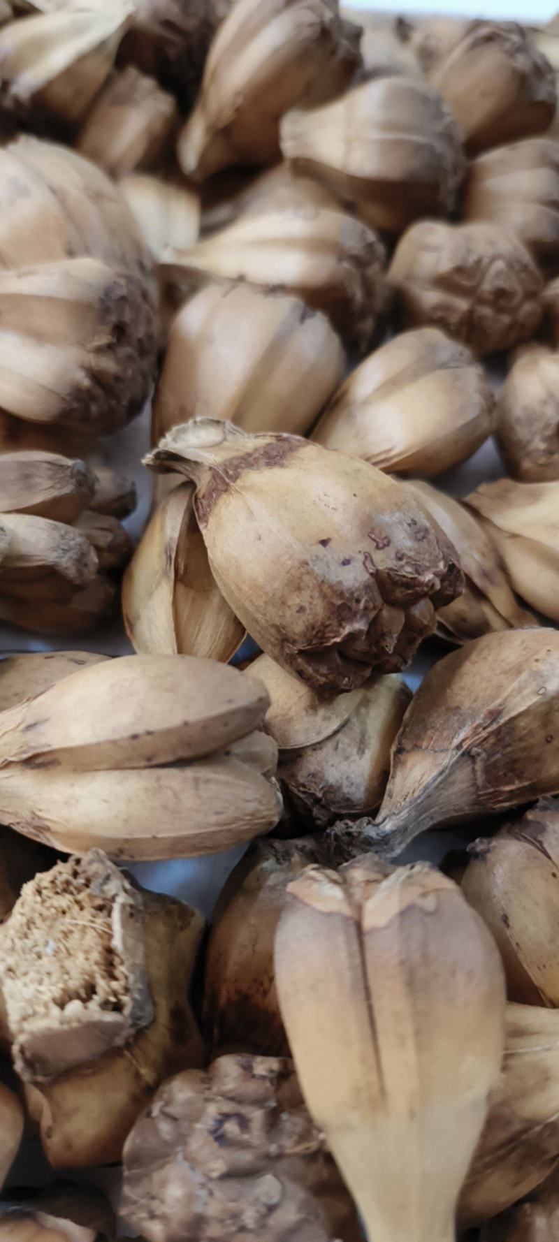 山菠萝露兜树野菠萝包邮量大从优一手货源常年供应