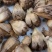 山菠萝露兜树野菠萝包邮量大从优一手货源常年供应