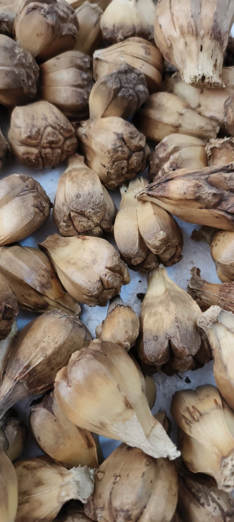 山菠萝露兜树野菠萝包邮量大从优一手货源常年供应