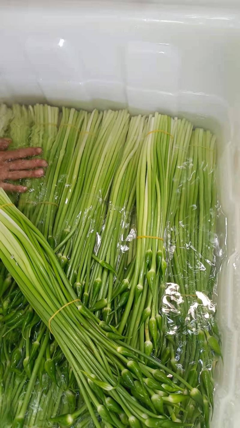 韭菜苔