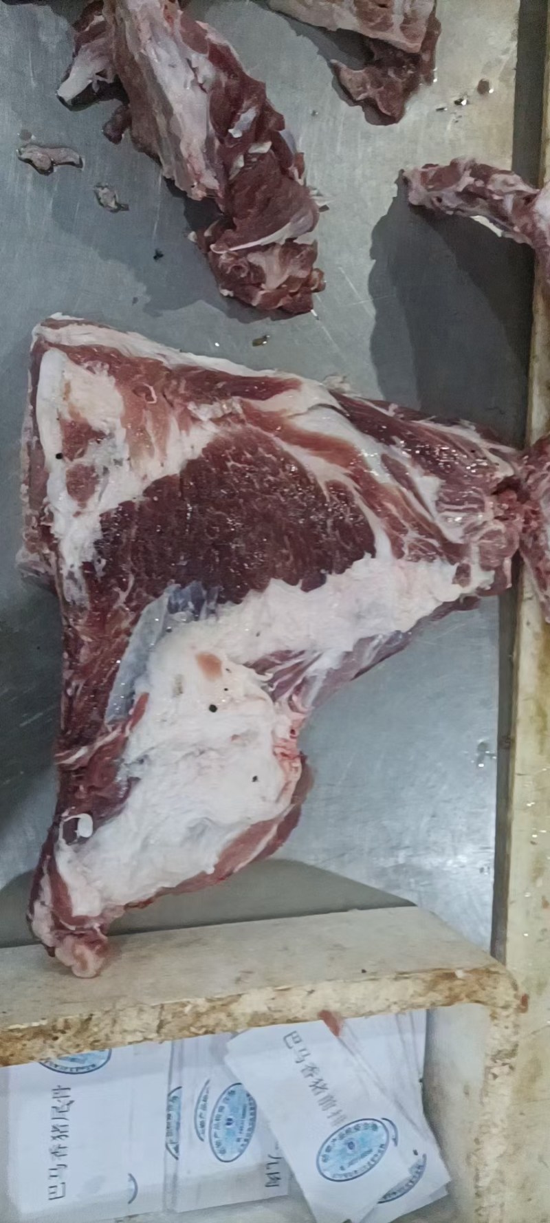 母猪带劲前排