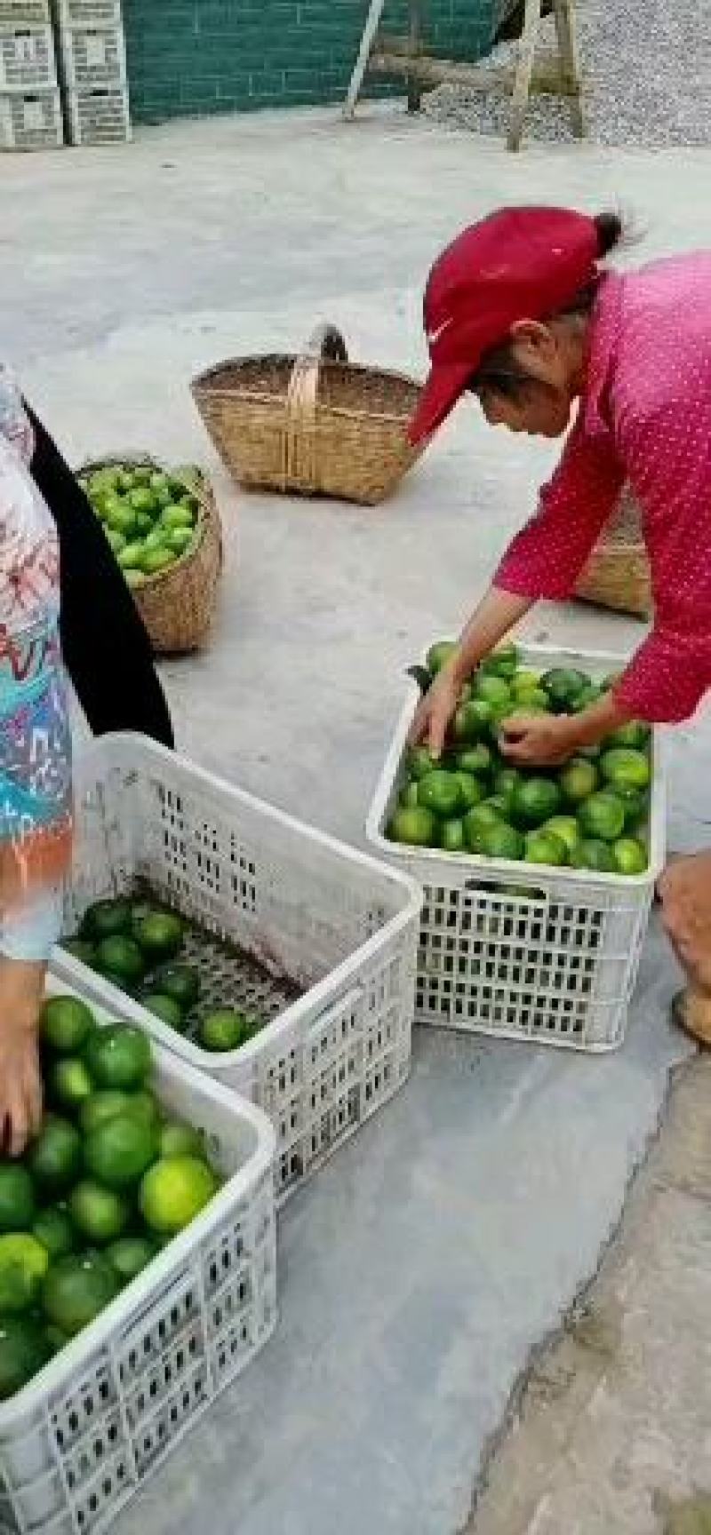 云南玉溪特早蜜橘大量上市供应货源充足品质保证价格美丽