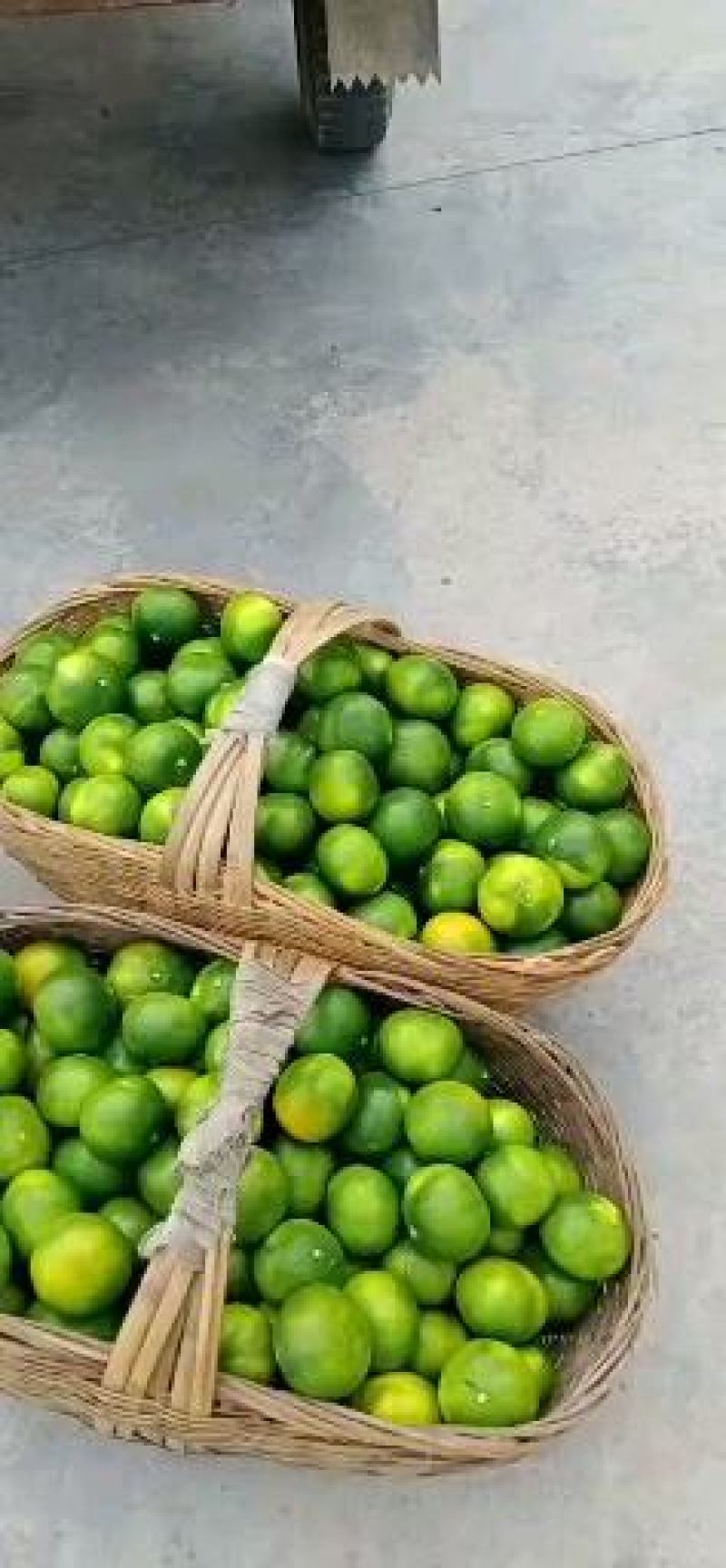 云南玉溪特早蜜橘大量上市供应货源充足品质保证价格美丽