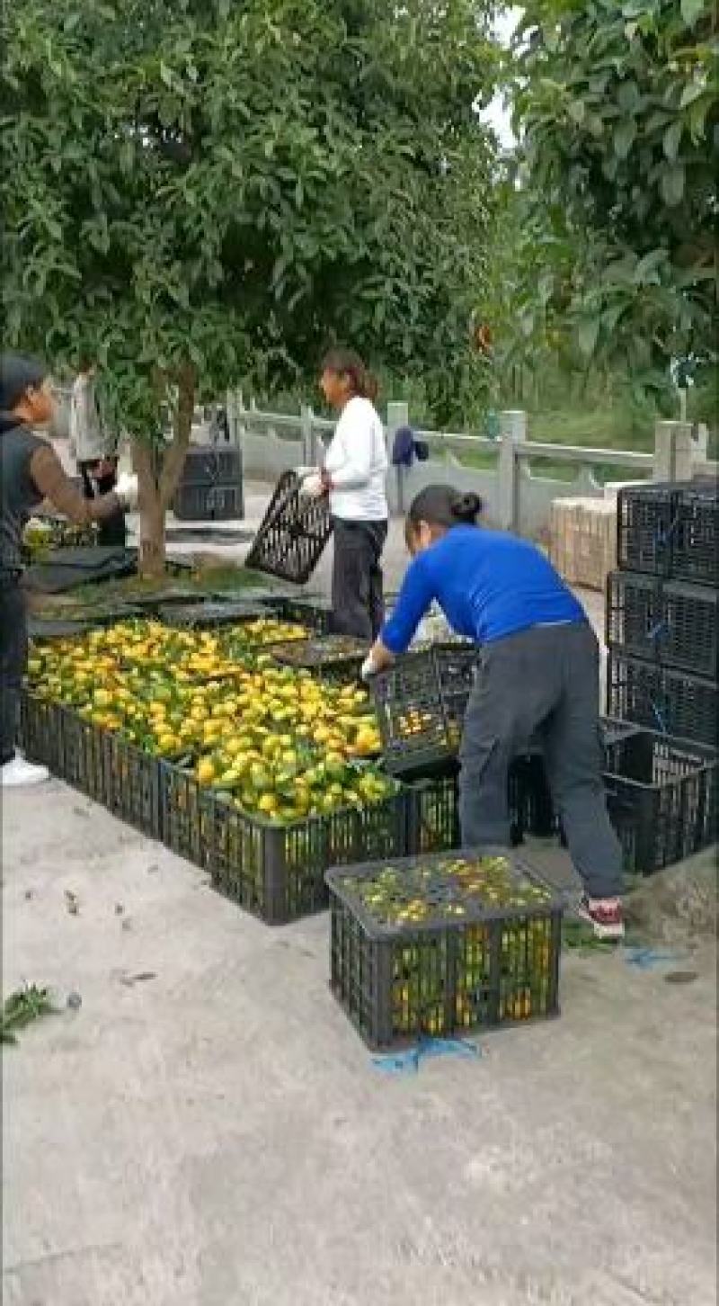云南玉溪特早蜜橘大量上市供应货源充足品质保证价格美丽