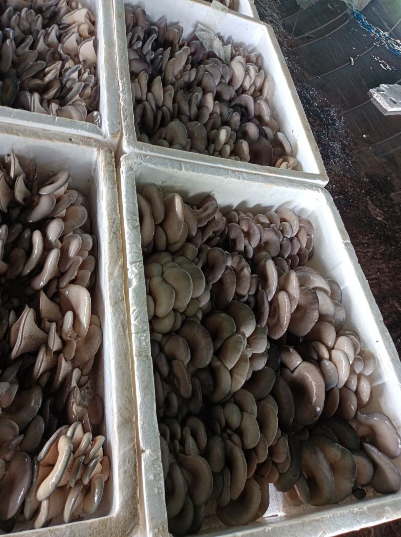 新鲜平菇，基地直发，保质保量，价格优惠，量大从优