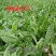 进口鲁梅克斯种子俄罗斯饲料菜多年生四季牧草种子鸡鸭鹅猪