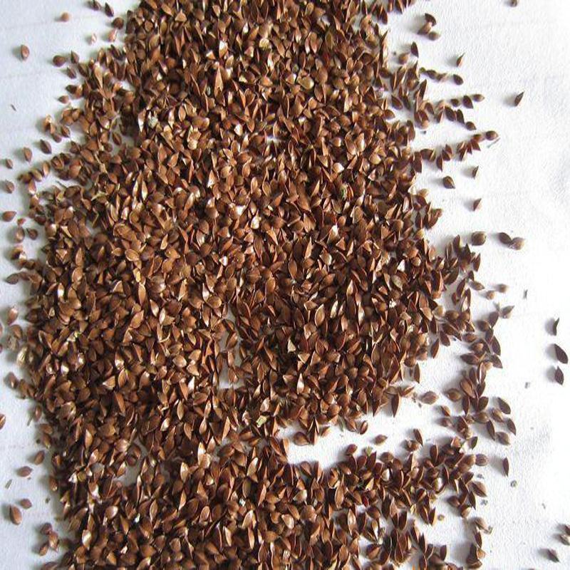 进口鲁梅克斯种子俄罗斯饲料菜多年生四季牧草种子鸡鸭鹅猪
