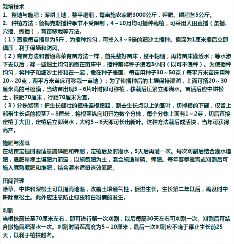 进口鲁梅克斯种子俄罗斯饲料菜多年生四季牧草种子鸡鸭鹅猪