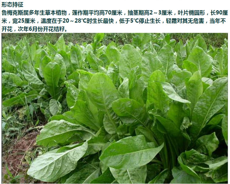 进口鲁梅克斯种子俄罗斯饲料菜多年生四季牧草种子鸡鸭鹅猪