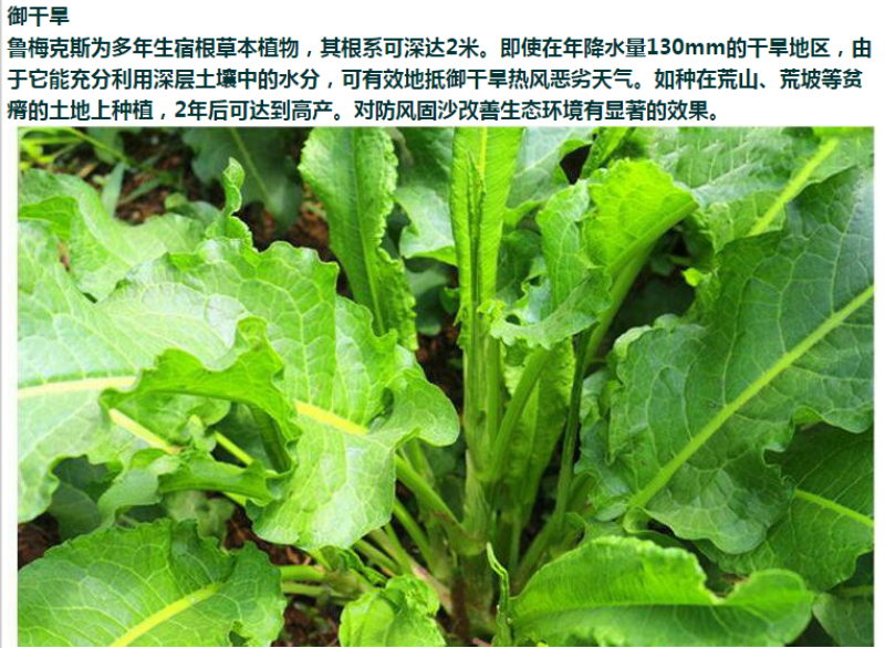 进口鲁梅克斯种子俄罗斯饲料菜多年生四季牧草种子鸡鸭鹅猪