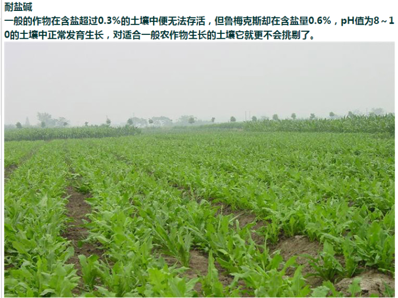 进口鲁梅克斯种子俄罗斯饲料菜多年生四季牧草种子鸡鸭鹅猪