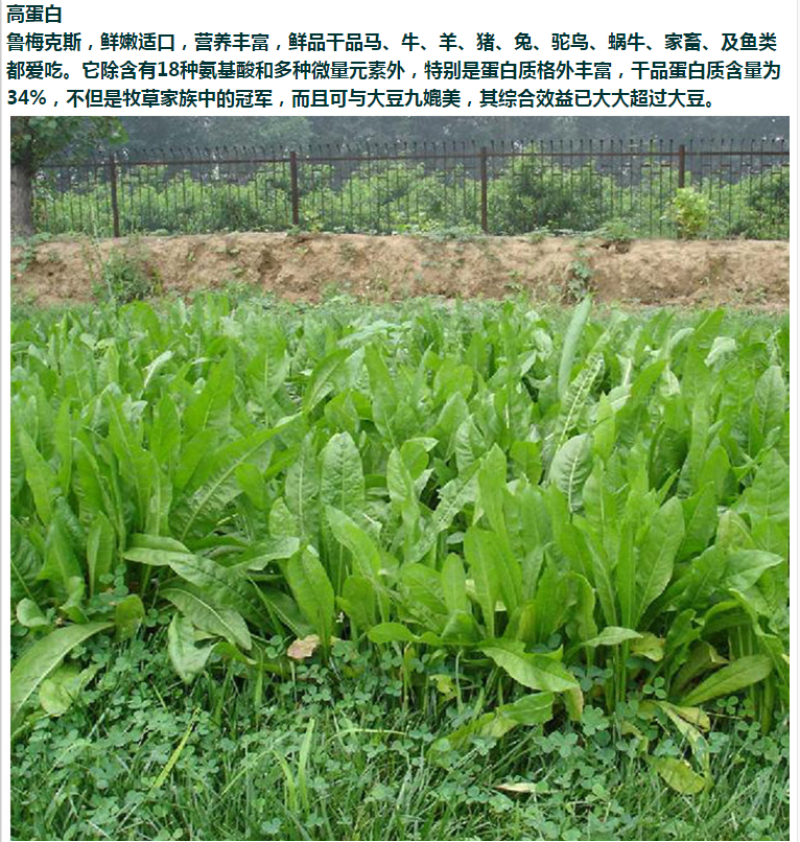 进口鲁梅克斯种子俄罗斯饲料菜多年生四季牧草种子鸡鸭鹅猪