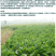 进口鲁梅克斯种子俄罗斯饲料菜多年生四季牧草种子鸡鸭鹅猪