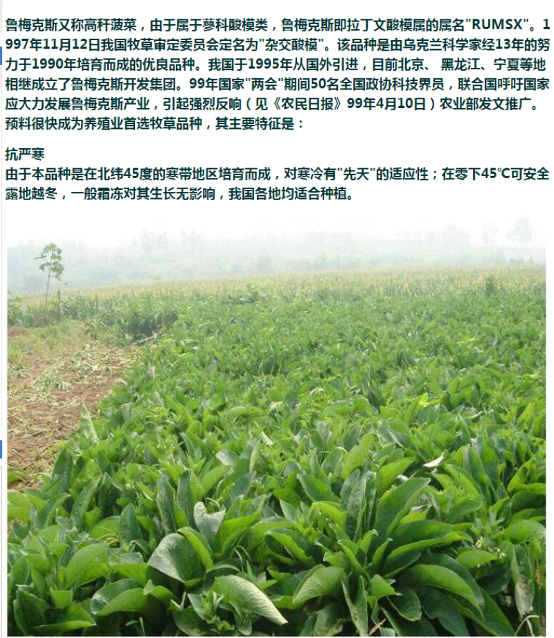 进口鲁梅克斯种子俄罗斯饲料菜多年生四季牧草种子鸡鸭鹅猪