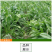 进口鲁梅克斯种子俄罗斯饲料菜多年生四季牧草种子鸡鸭鹅猪