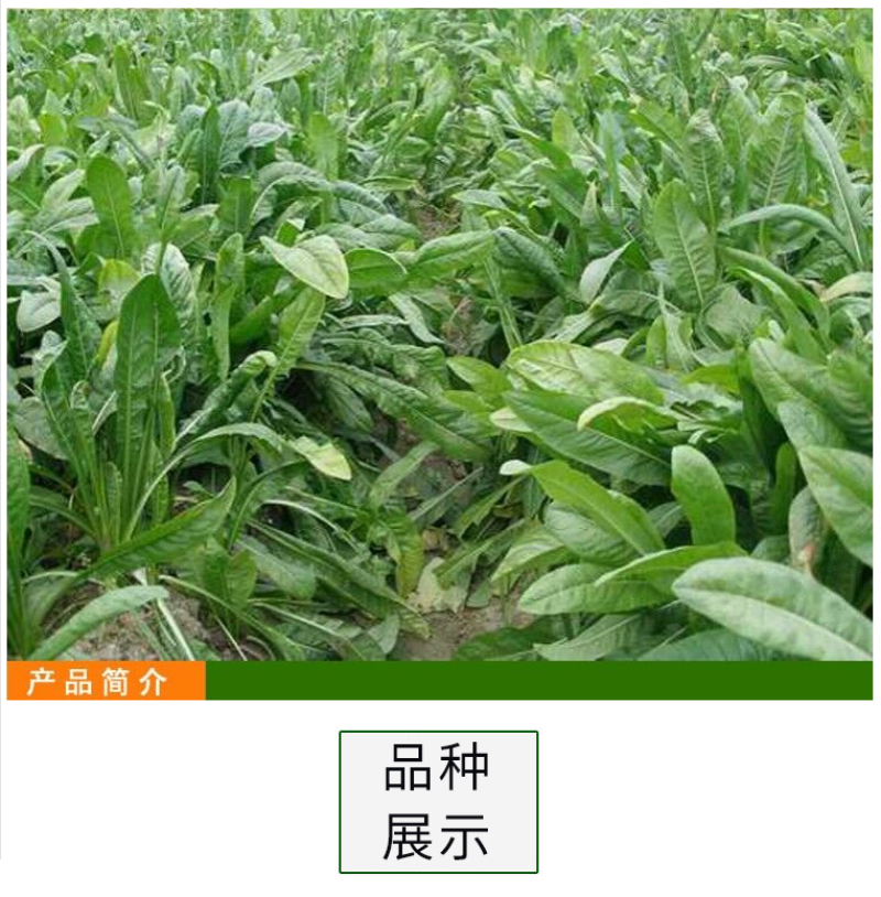 进口鲁梅克斯种子俄罗斯饲料菜多年生四季牧草种子鸡鸭鹅猪