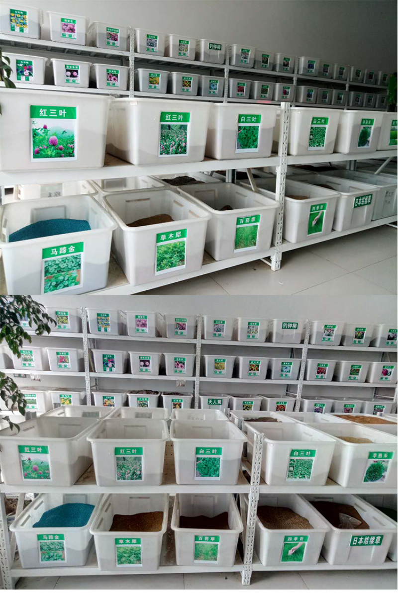 进口鲁梅克斯种子俄罗斯饲料菜多年生四季牧草种子鸡鸭鹅猪