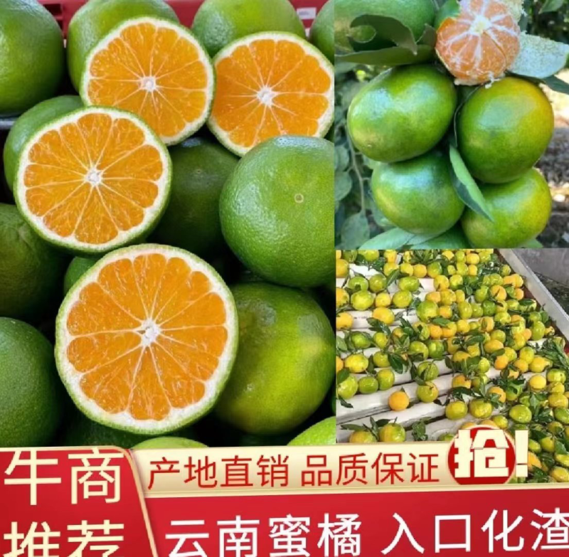 云南蜜桔皮薄汁甜入口化渣，果肉饱满现摘现发