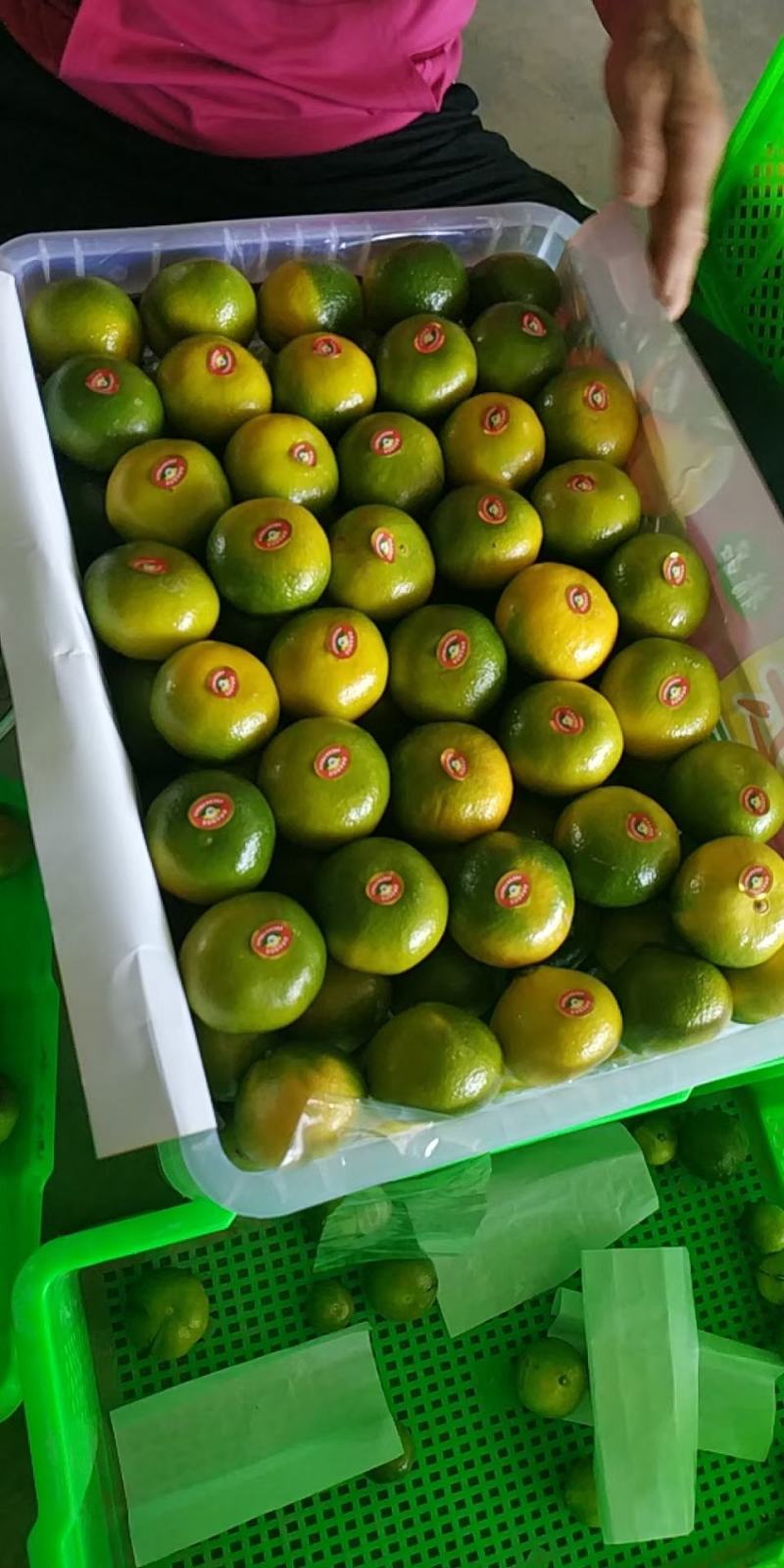 【推荐】湖北早熟蜜橘，产地直供货源稳定，适合电商市场