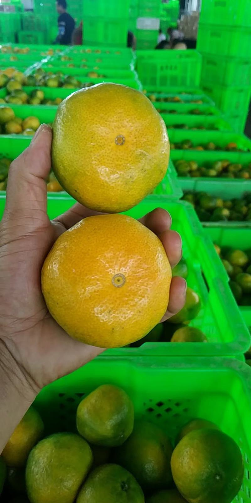 【推荐】湖北早熟蜜橘，产地直供货源稳定，适合电商市场