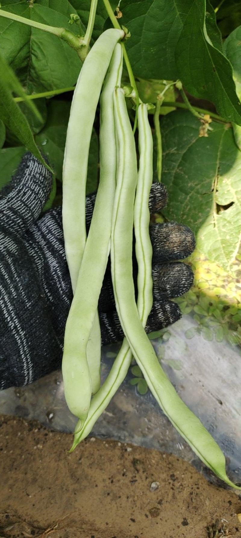 白优一豆角