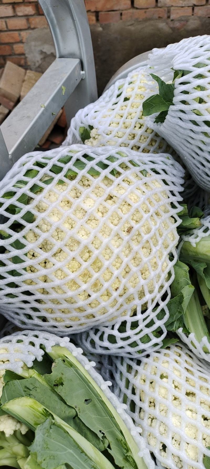白优一豆角