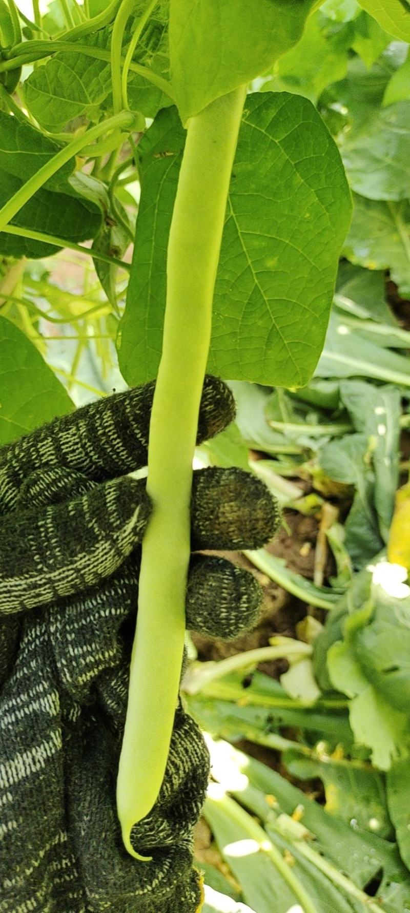 白优一豆角