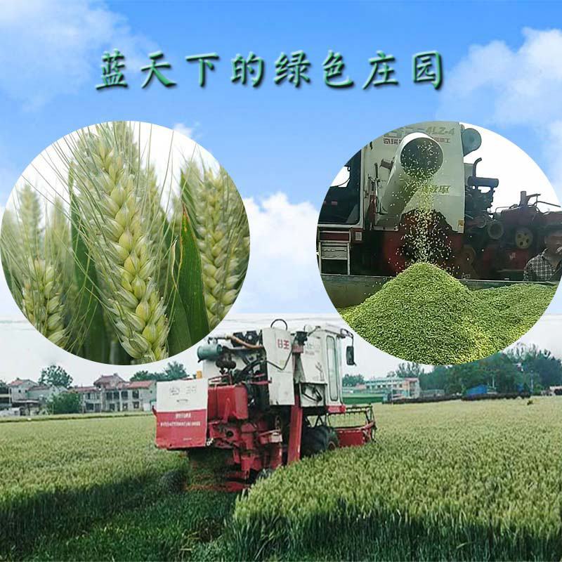 鲜青麦仁青麦粒青麦籽