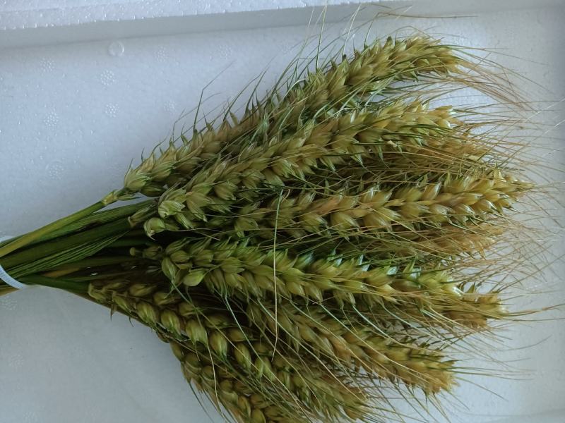 鲜青麦仁青麦粒青麦籽