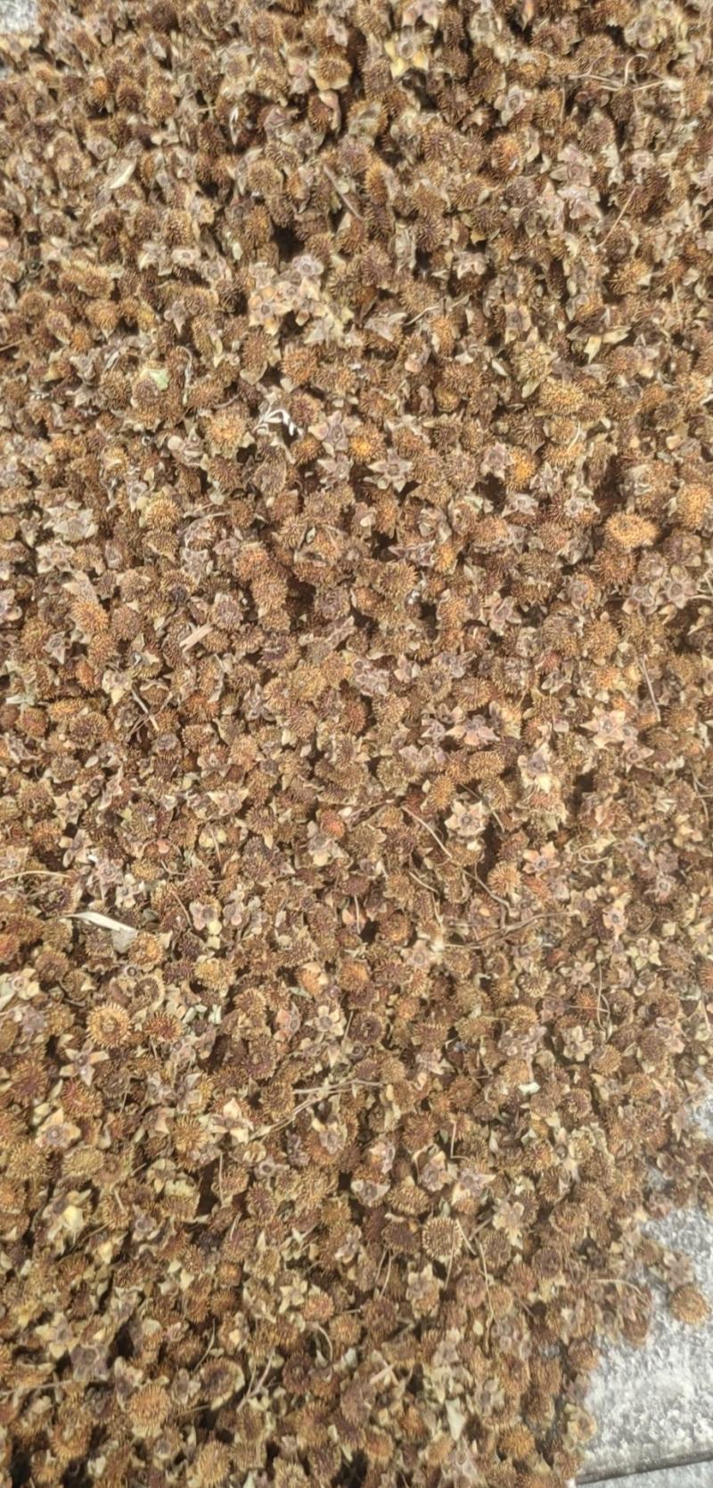 刺梨新货上市刺梨新的