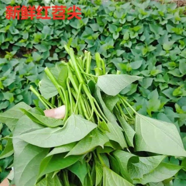 鲜红薯叶红苕尖地瓜叶新鲜蔬菜无农药无化肥农家肥种植