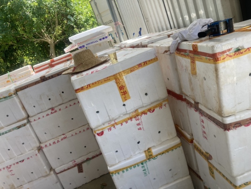 红心番石榴，白心番石榴代办