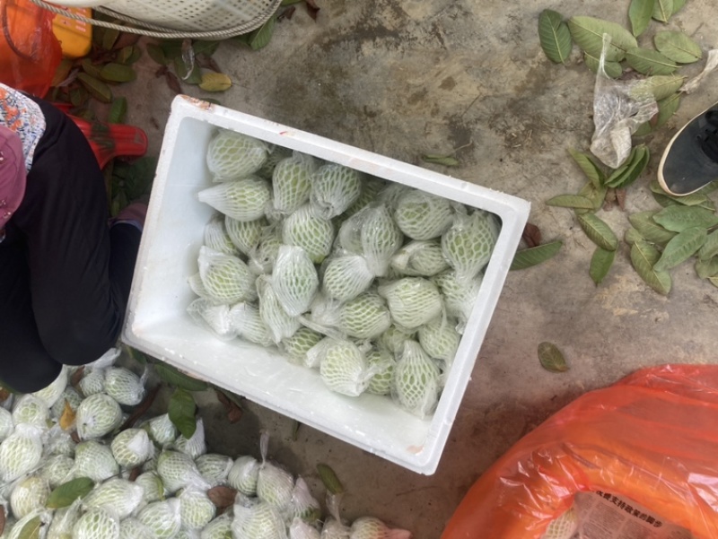红心番石榴，白心番石榴代办