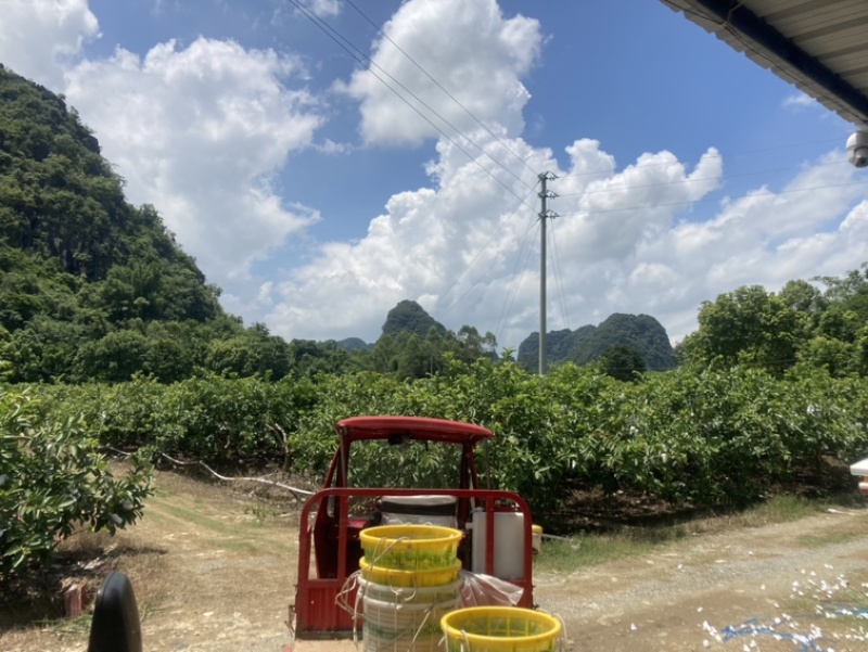 红心番石榴，白心番石榴代办