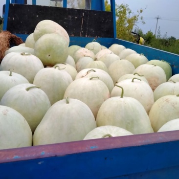 优质三白瓜大量批发基地