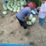 优质三白瓜大量批发基地