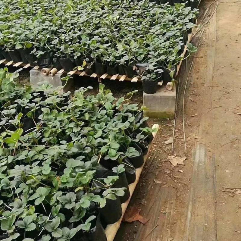 草莓盆栽