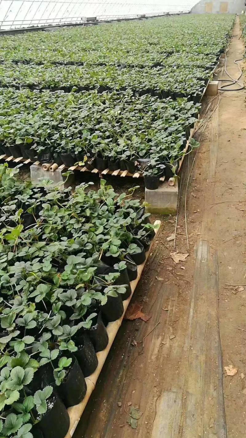 草莓盆栽