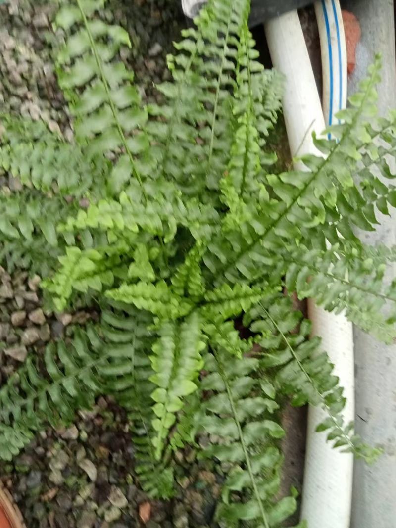 130盆波斯顿蕨上叶面好，价格优，量大发财老板快来
