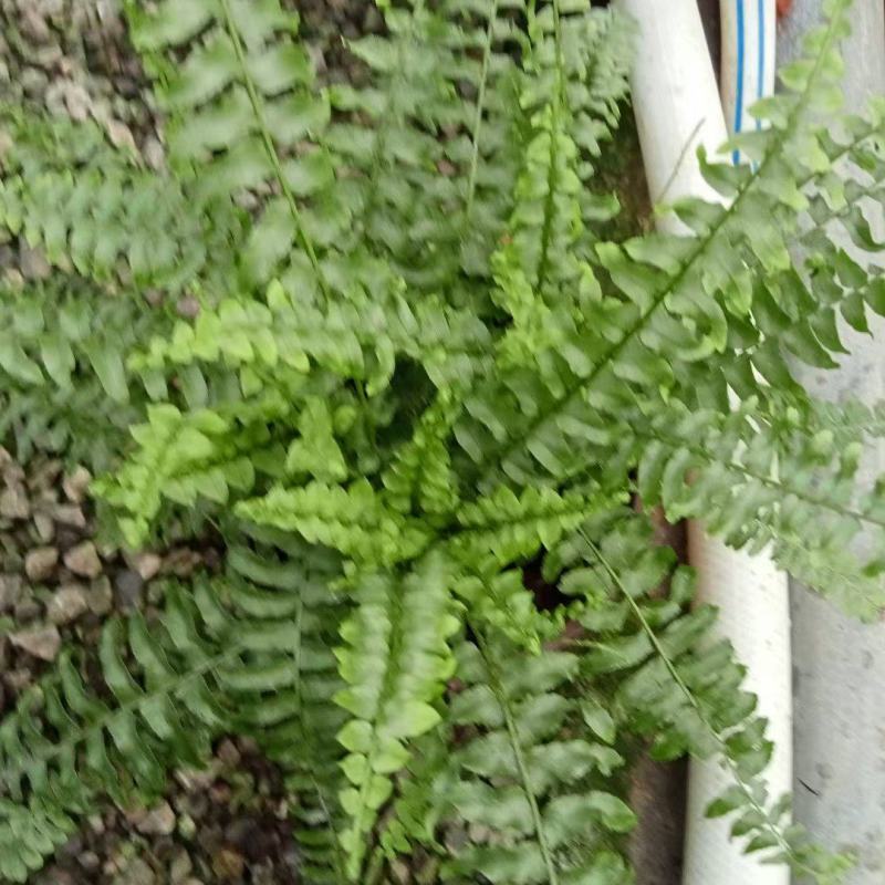 130盆波斯顿蕨上叶面好，价格优，量大发财老板快来