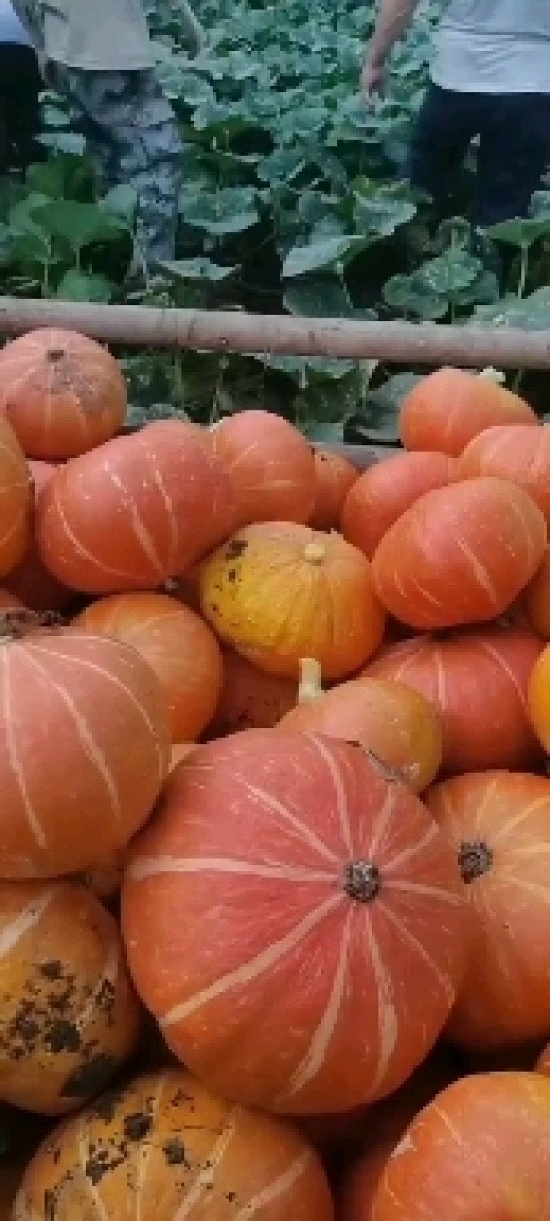 板栗南瓜