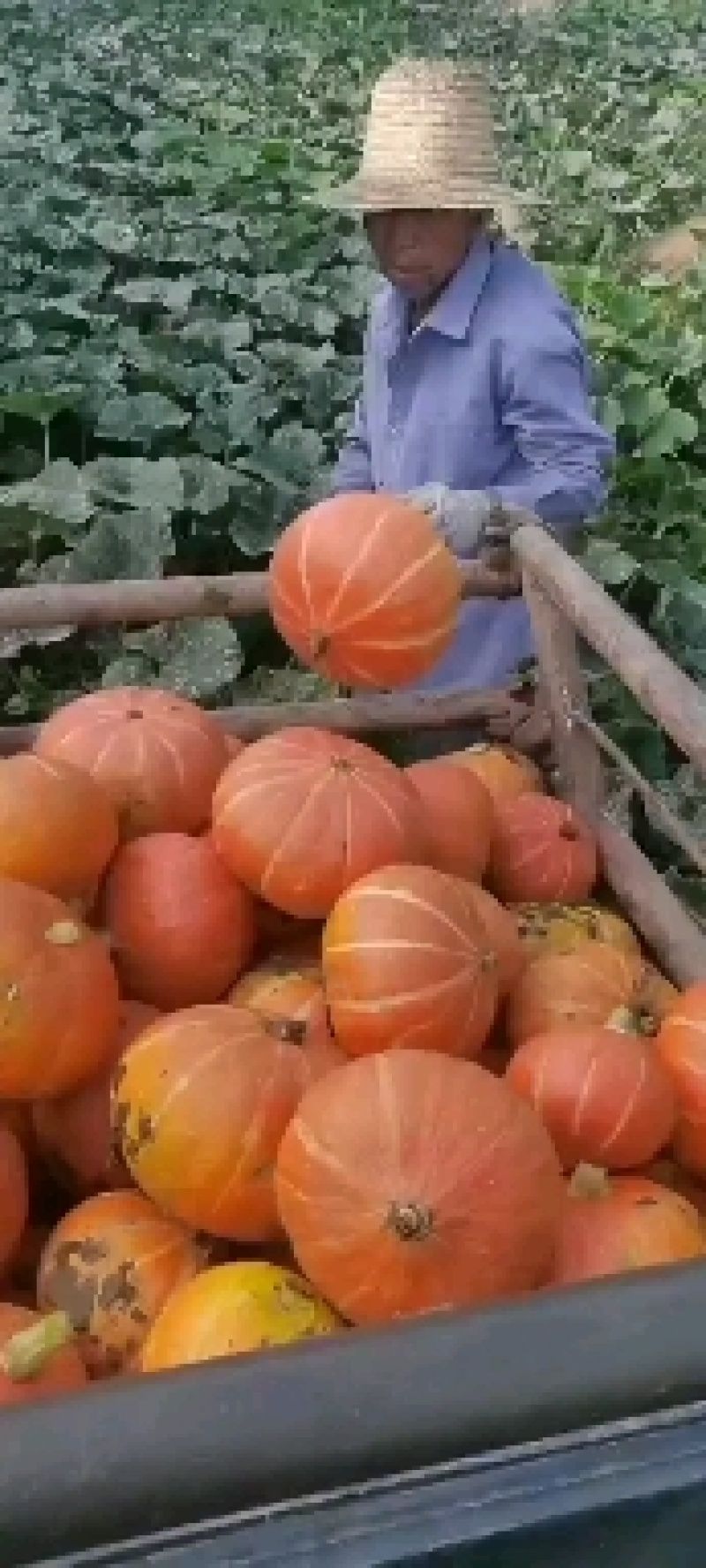 板栗南瓜