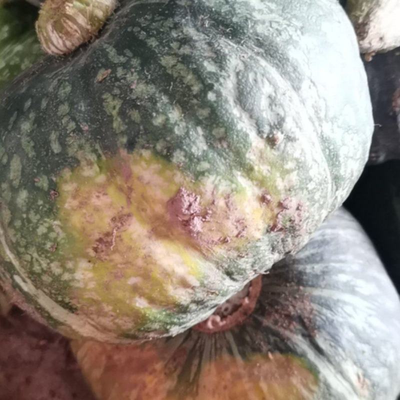 板栗南瓜